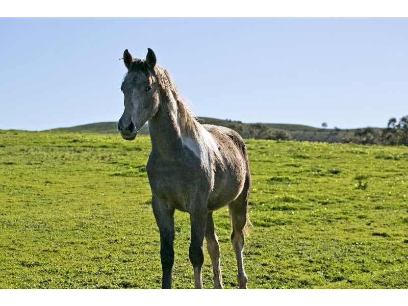 Lot 368 Eudunda Road, Point Pass SA 5374