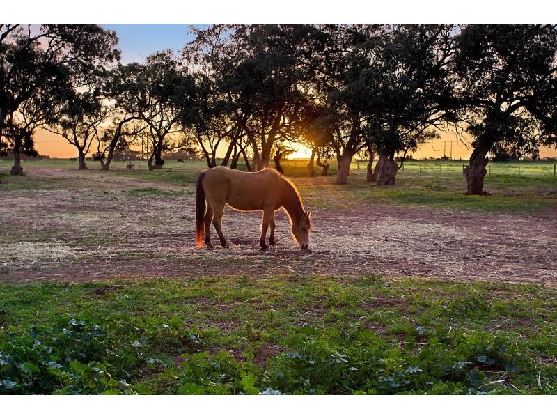 1020 Verner Road, Reeves Plains SA 5502