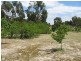 381 Pimpala Road, Cockatoo Valley SA 5351