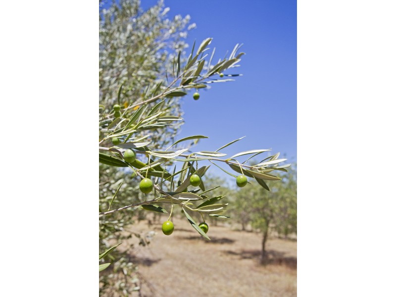 200 Hayman Road, Lewiston SA 5501