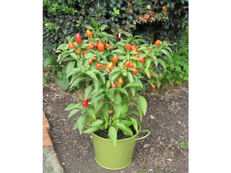 9 Centenary Avenue, Nuriootpa SA 5355