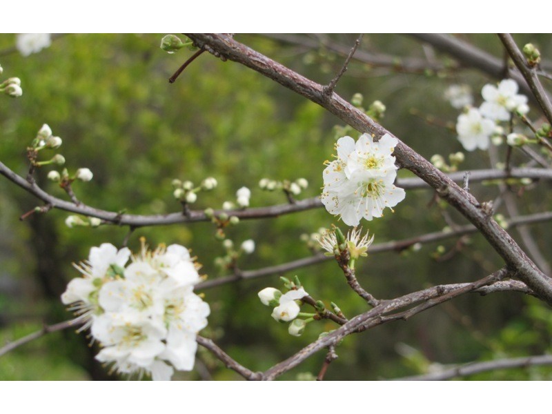 9 Centenary Avenue, Nuriootpa SA 5355