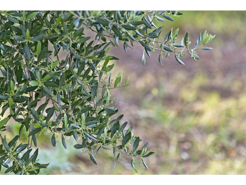 Lot 6 Gawler River Road, Two Wells SA 5501