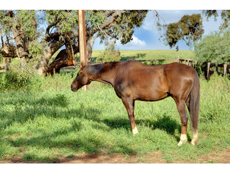 5 Zerk Road, Rosedale SA 5350