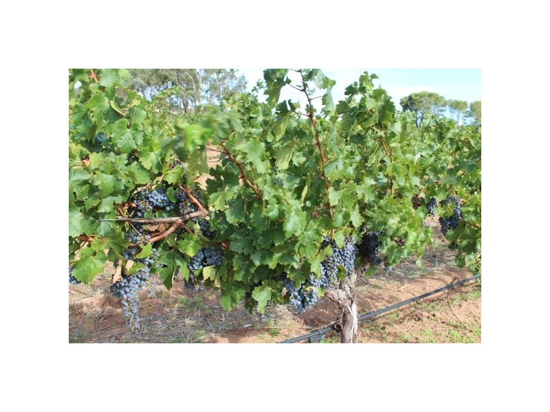 121A Radford Road, Seppeltsfield SA 5355