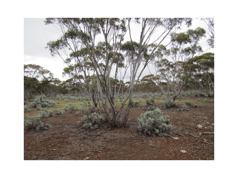 Lot 54 Bower Boundry Road, Bower SA 5374