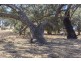 Lot 8 Mount Allen Road, Kapunda SA 5373