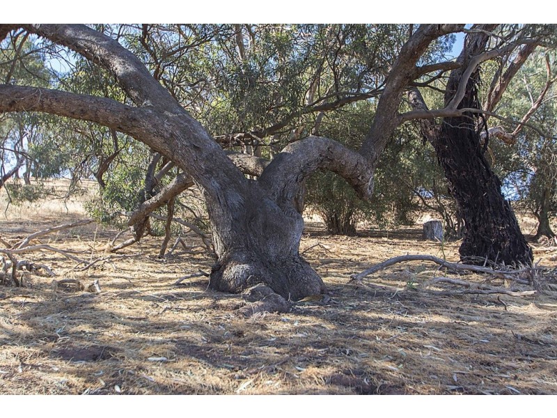 Lot 8 Mount Allen Road, Kapunda SA 5373