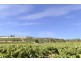 Lot 101 Springfarm Road, Clare SA 5453
