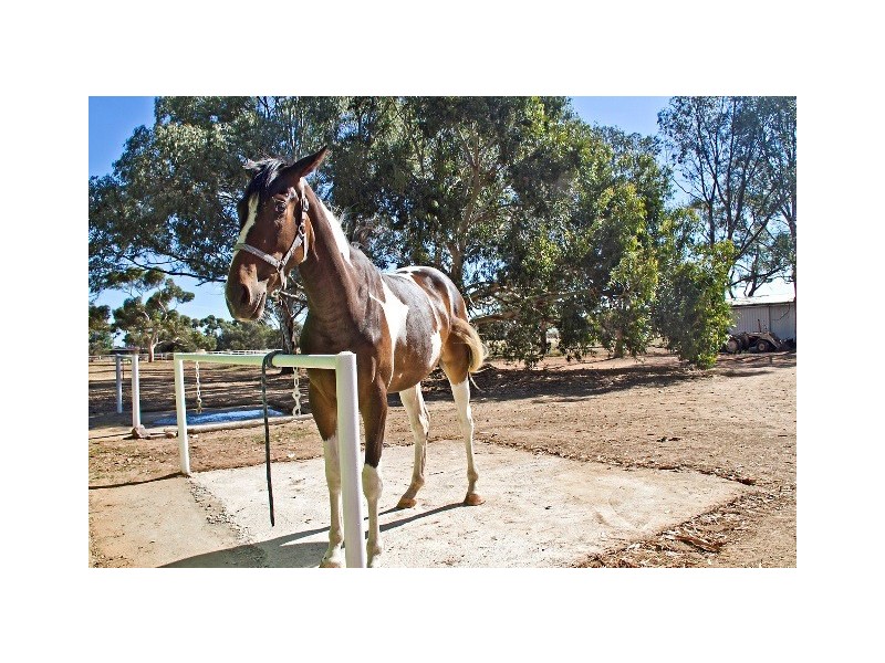 53 Badman Street, Hillier SA 5116