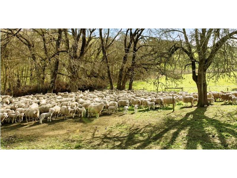 Lot 325 Old Glen Road, Pewsey Vale SA 5351