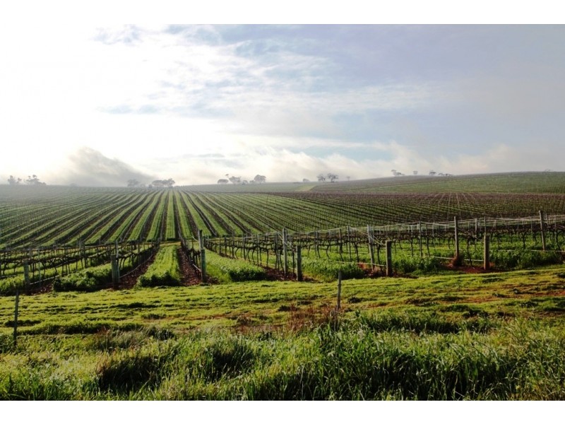 Lot 5 Gardiner Road, Auburn SA 5451