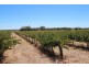 Lot 135 Light Pass Road, Vine Vale SA 5352