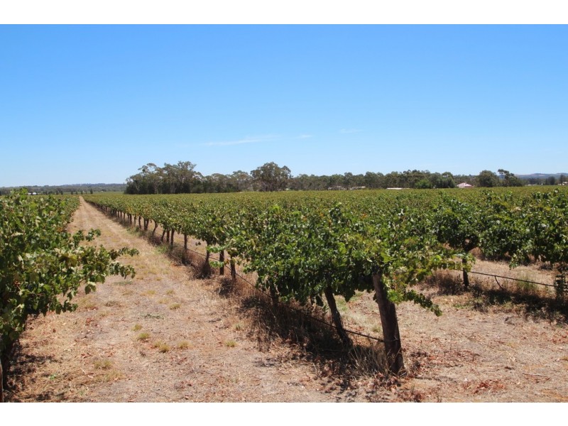 Lot 135 Light Pass Road, Vine Vale SA 5352