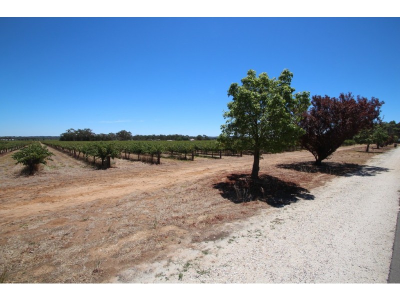 Lot 135 Light Pass Road, Vine Vale SA 5352