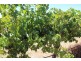 Lot 135 Light Pass Road, Vine Vale SA 5352