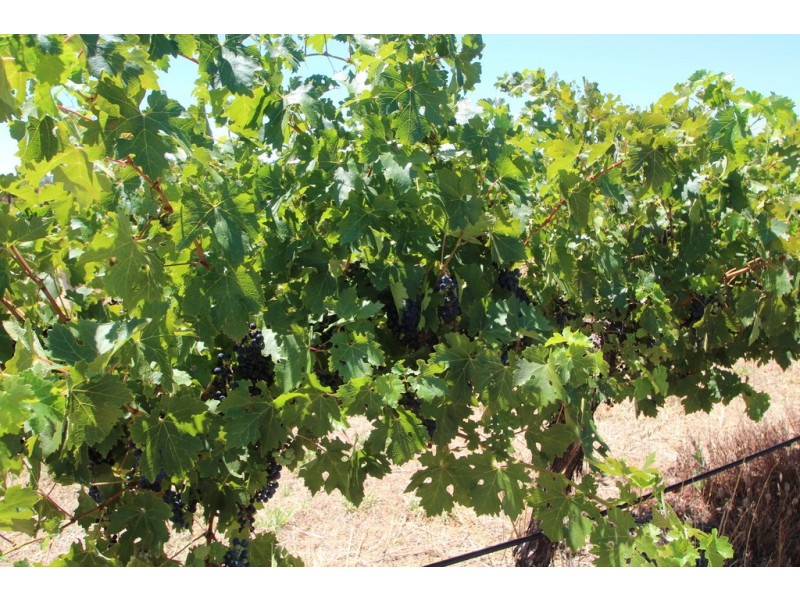 Lot 135 Light Pass Road, Vine Vale SA 5352