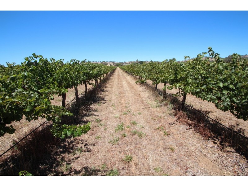Lot 135 Light Pass Road, Vine Vale SA 5352