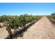Lot 135 Light Pass Road, Vine Vale SA 5352