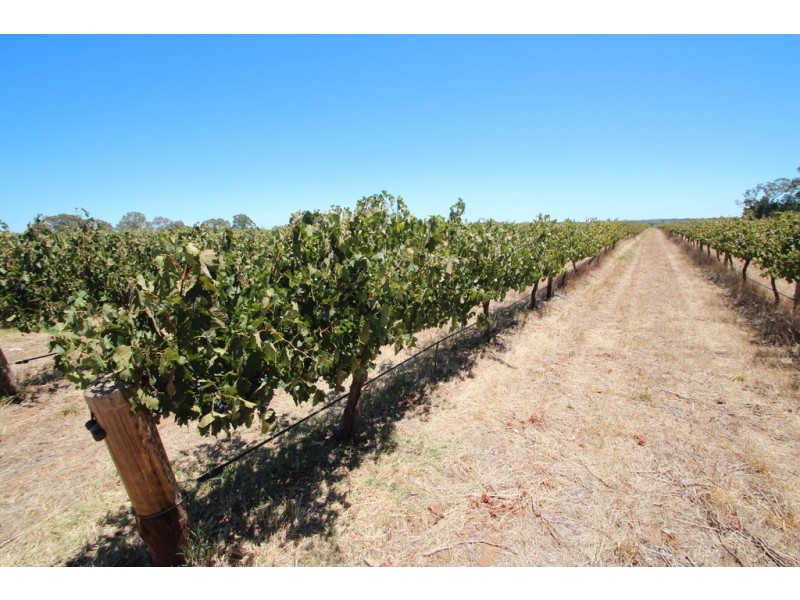Lot 135 Light Pass Road, Vine Vale SA 5352