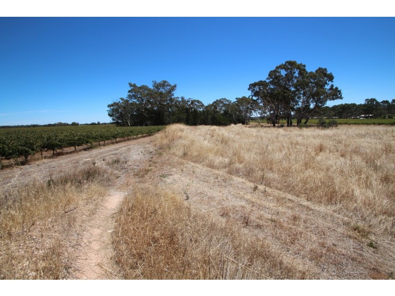 Lot 135 Light Pass Road, Vine Vale SA 5352
