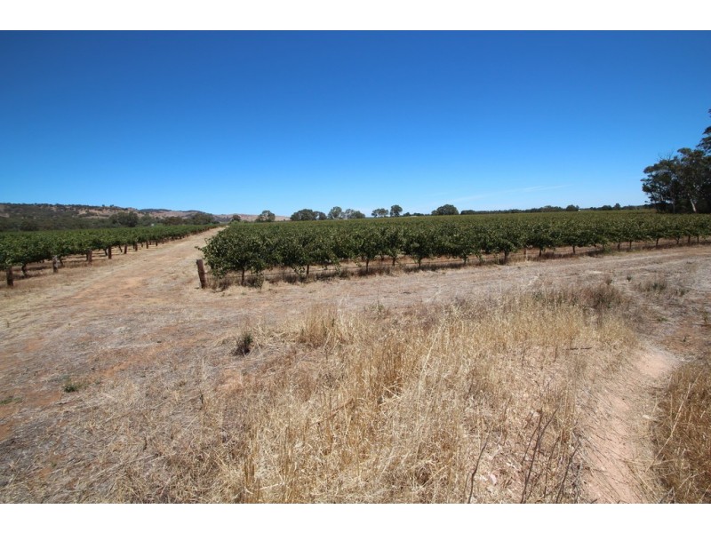 Lot 135 Light Pass Road, Vine Vale SA 5352