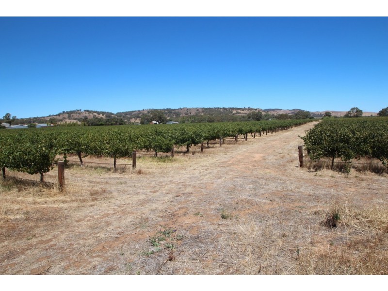 Lot 135 Light Pass Road, Vine Vale SA 5352