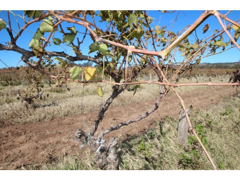 Lot 100 Vine Vale Road, Vine Vale SA 5352