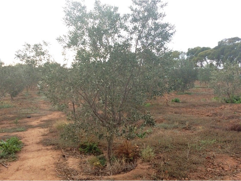 14 Hill Road, Mallala SA 5502