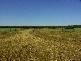 . . Alawoona Rd, Lameroo SA 5302