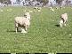 lot 522 Linfern Road, Bordertown SA 5268