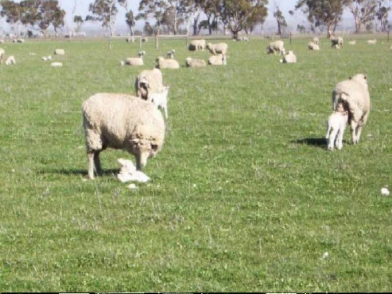 lot 522 Linfern Road, Bordertown SA 5268