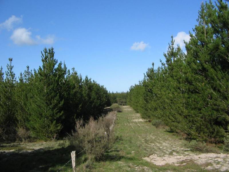 Section 54 Bangham Siding Road, Bangham SA 5268