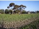 Lot 13 Cannawigara Road, Bordertown SA 5268