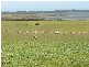 Section 39 Princes Highway, Meningie SA 5264