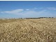 Lot 106 Hammatt Road, Lameroo SA 5302