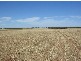 Lot 106 Hammatt Road, Lameroo SA 5302
