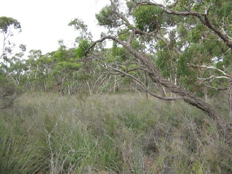 Lots 1 and 2 Broadview Road, Padthaway SA 5271