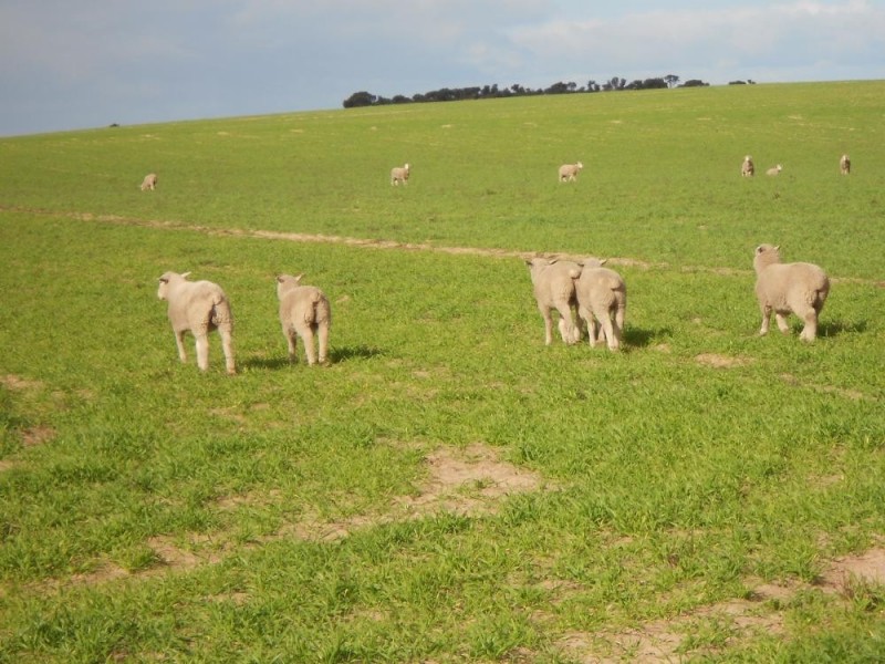 Kirra Station Off Ngarkat Hwy, Bordertown SA 5268