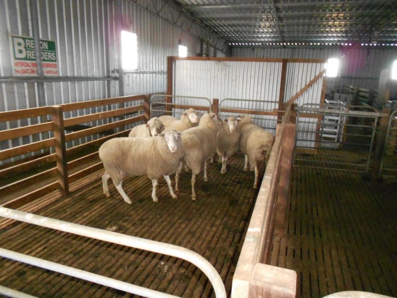 Kirra Station Off Ngarkat Hwy, Bordertown SA 5268