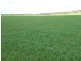 Kirra Station Off Ngarkat Hwy, Bordertown SA 5268