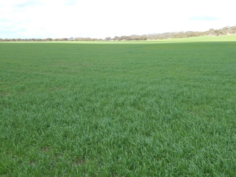 Kirra Station Off Ngarkat Hwy, Bordertown SA 5268