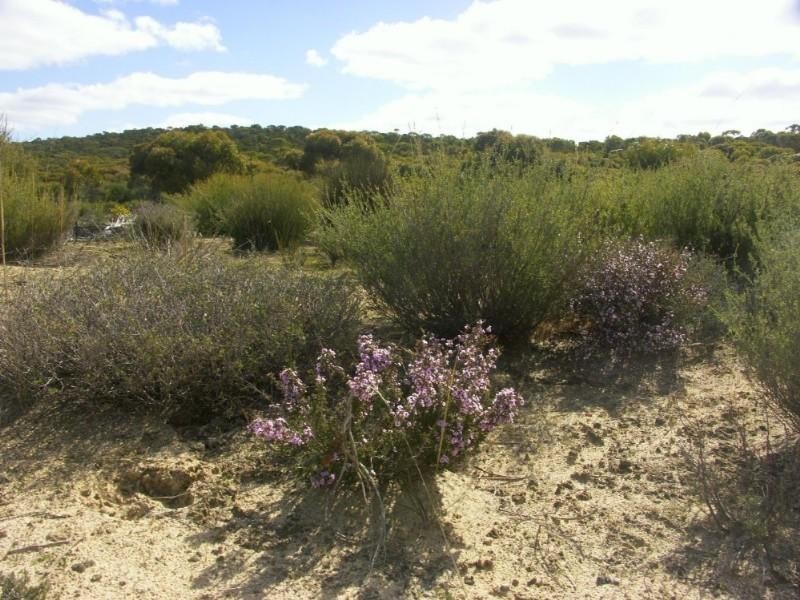 . . Wirhalinger, Lameroo SA 5302