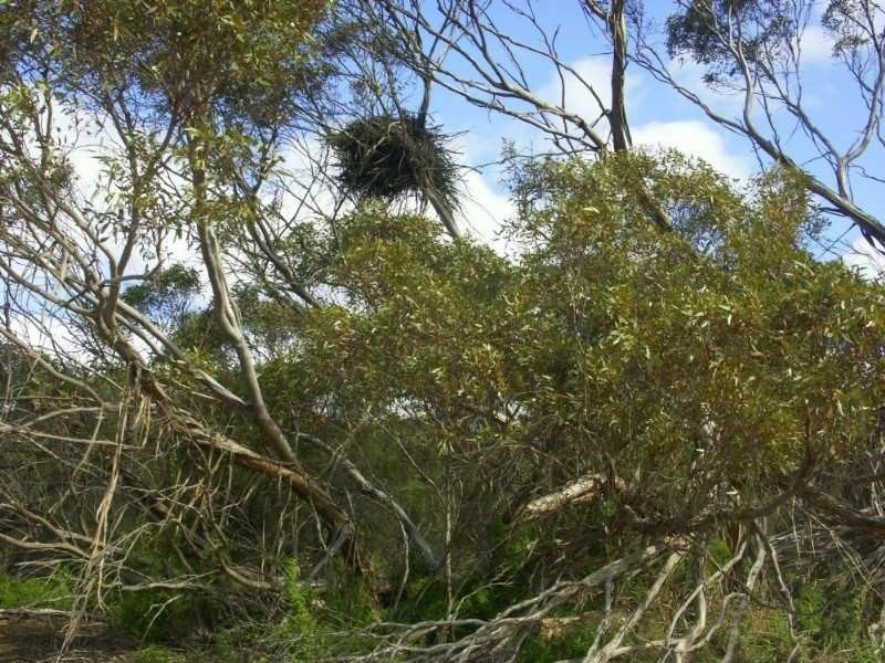 . . Wirhalinger, Lameroo SA 5302