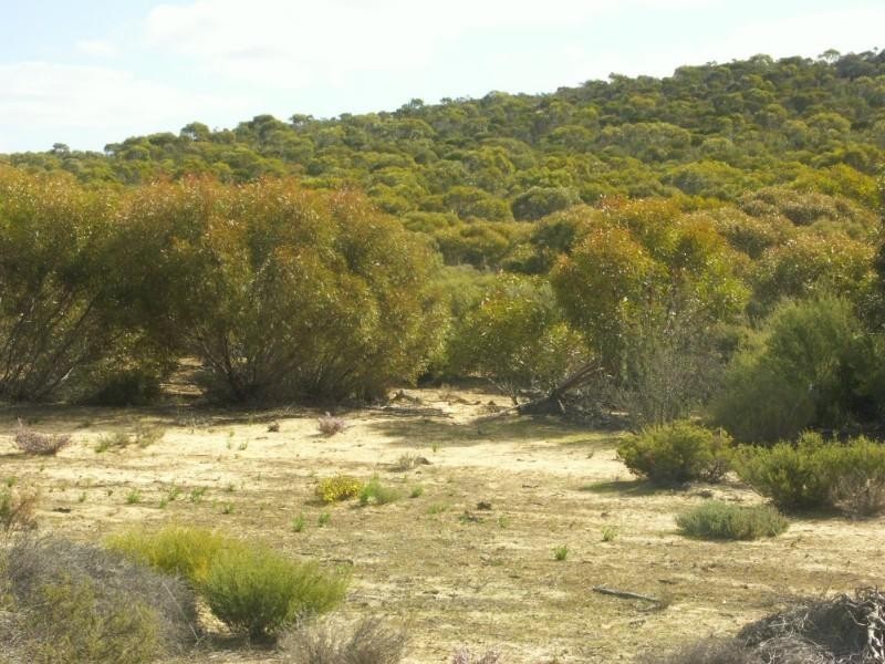 . . Wirhalinger, Lameroo SA 5302