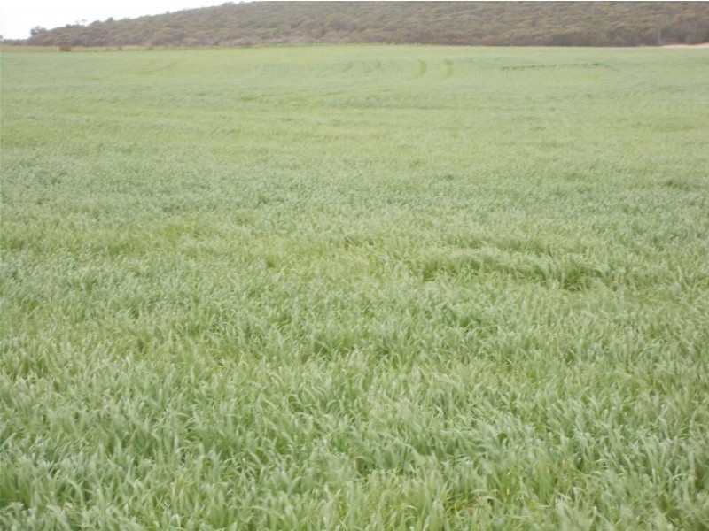 856 Parrakie North Road, Parrakie SA 5301