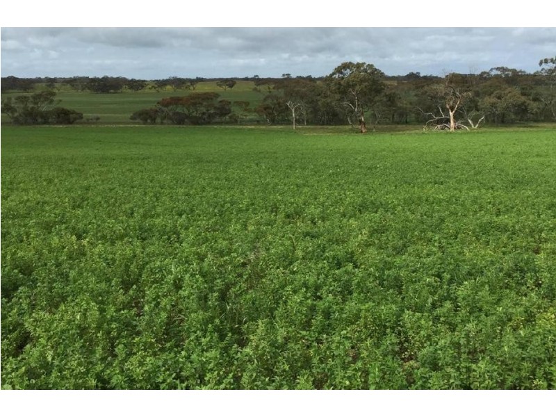 1380 Senior Road, Bordertown SA 5268