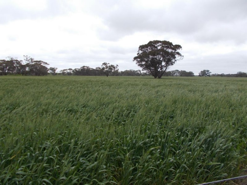 1380 Senior Road, Bordertown SA 5268