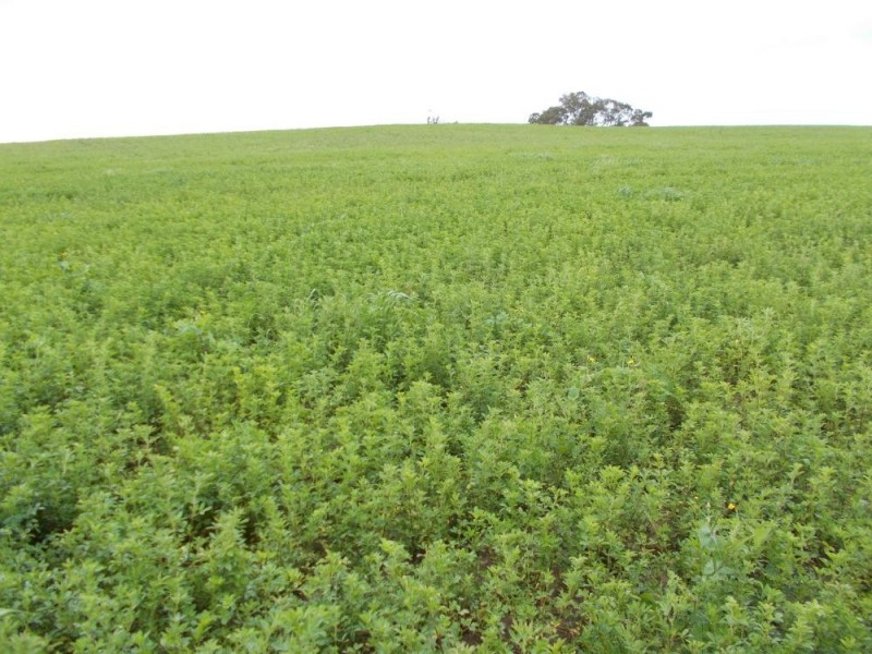 1380 Senior Road, Bordertown SA 5268