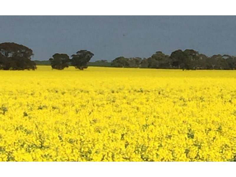 1380 Senior Road, Bordertown SA 5268